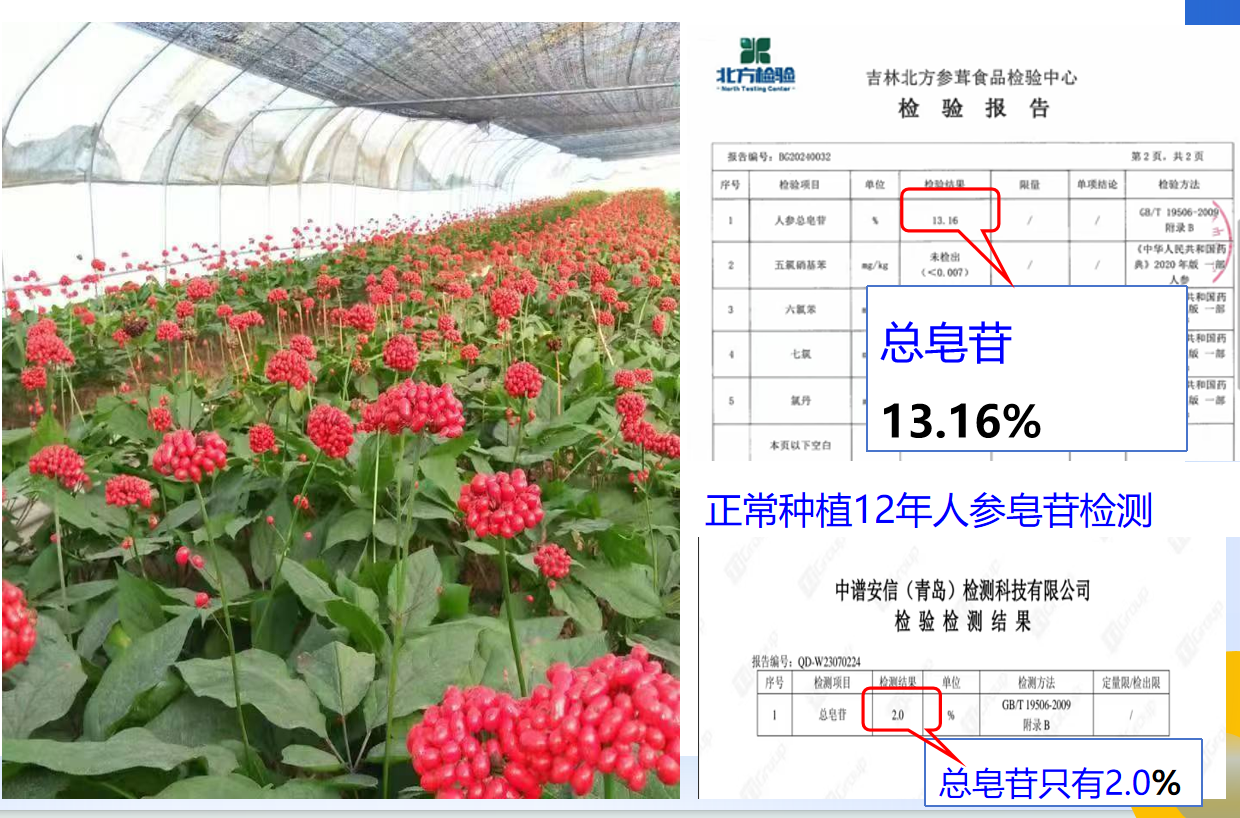 长白山人参应用效果