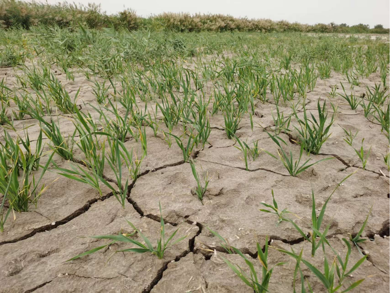 盐碱地改良效果