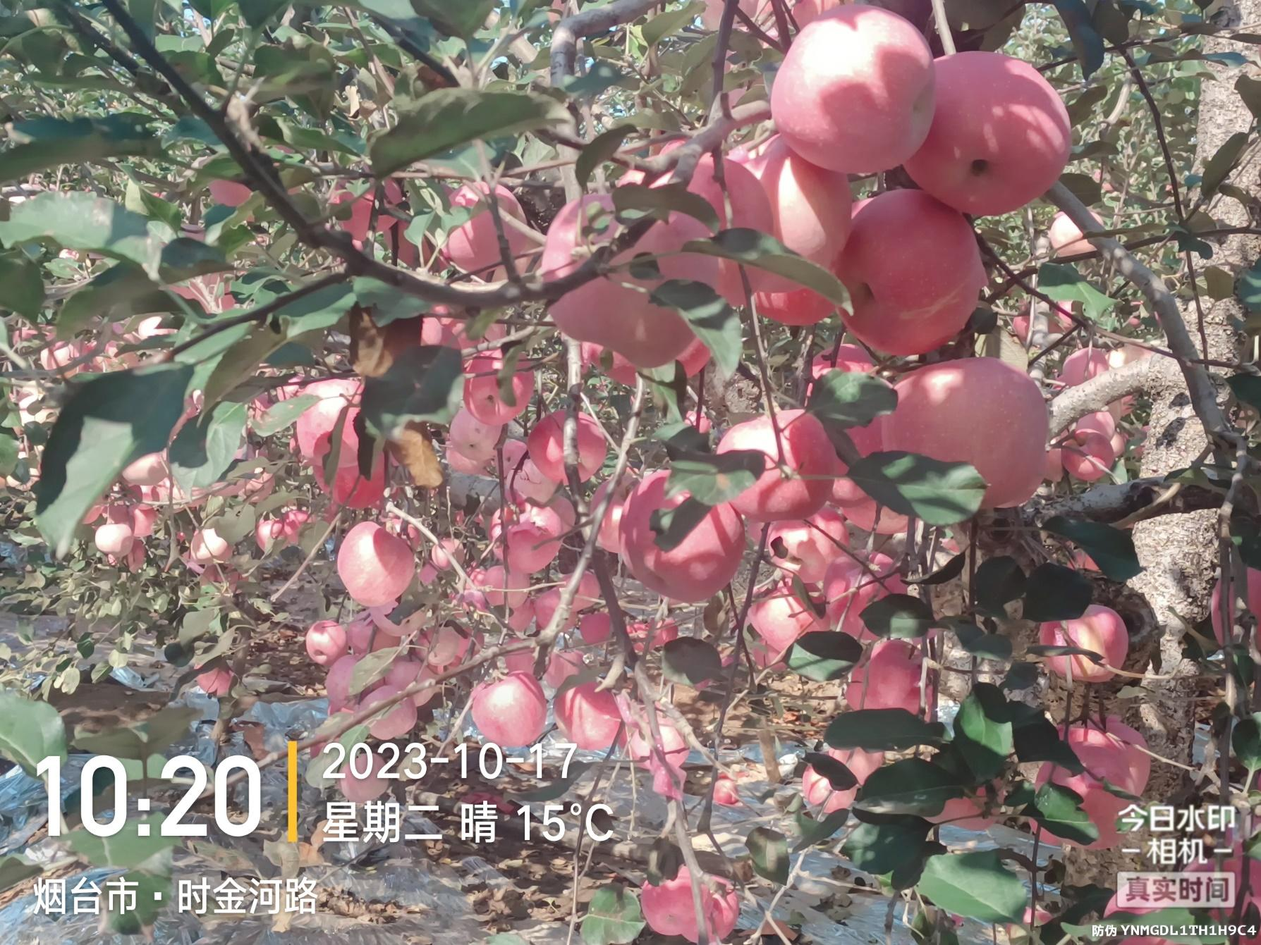 山东烟台苹果应用效果